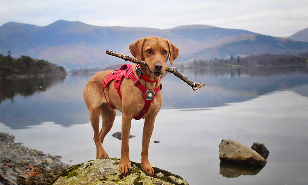 Choosing the right harness for your dog OS GetOutside